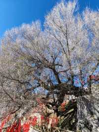 The Divine Tree "Sea-Calming Needle": A Wellspring of Energy