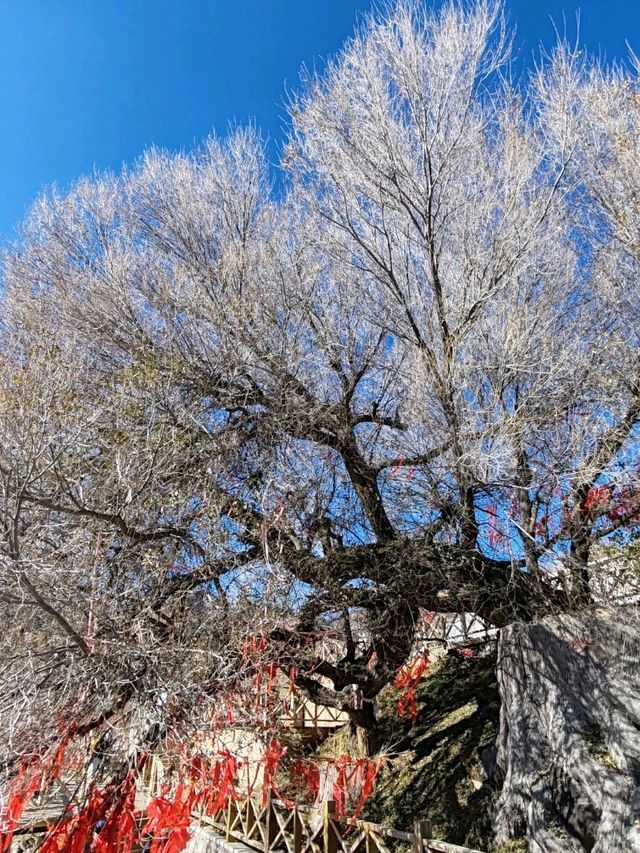 The Divine Tree "Sea-Calming Needle": A Wellspring of Energy The Divine Tree "Sea-Calming Needle": A Wellspring of Energy