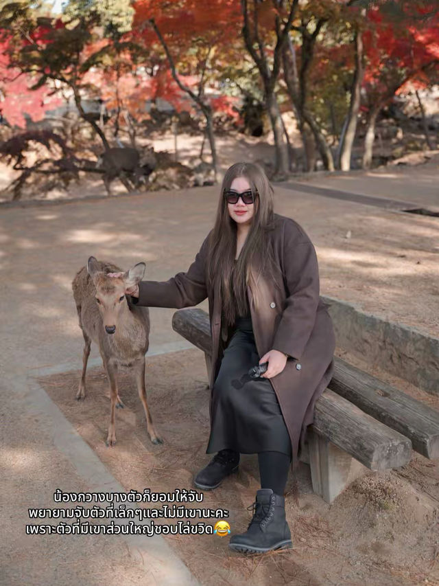 🍂 Autumn in Nara Park🍁🫎