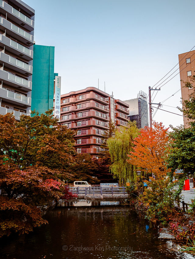 Leafy City Glow🌆 in Sapporo, Hokkaido