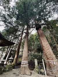 ๐ฏ๐ตํฉ๊ธ๋น์ผ๋ก ๋ฐ์ง์ด๋ ์ ํ์ธ์ ๋ณด๋ฌผ ๊ธด๋ฆฐ์ฝ ํธ์