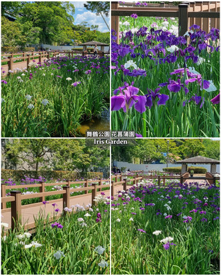 Iris Garden (舞鶴公園 花菖蒲園)。