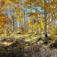 Fall beauty on the La Sal Mountain, Utah