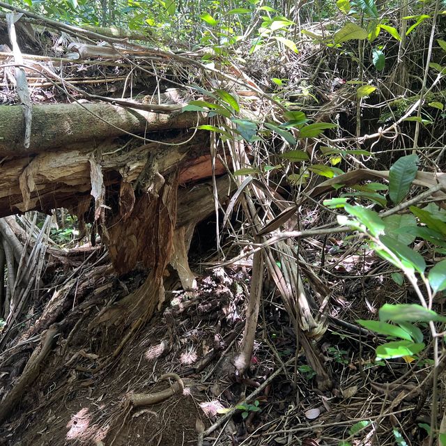 Maui’s rainforest is a botanical wonderland 