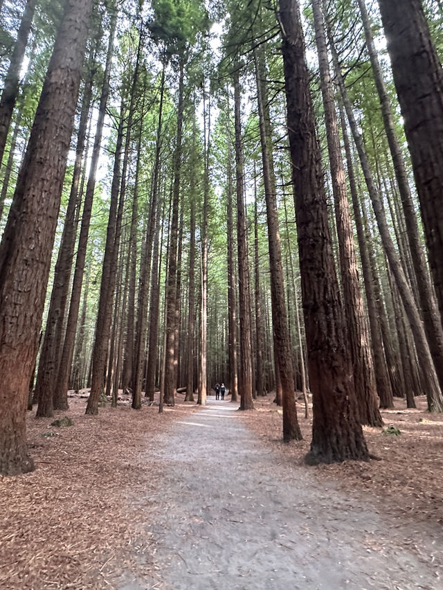 端午節假期💜遊歷紐西蘭紅木森林公園🌲