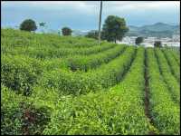 Tea picking in Ningbo  🌱