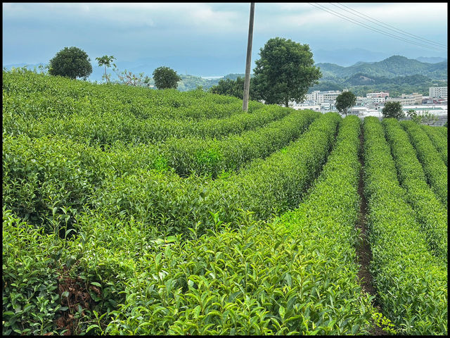 Tea picking in Ningbo  🌱