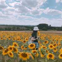 [London Suburbs 🇬🇧] Flower Fields 💜🌻