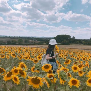 [London Suburbs 🇬🇧] Flower Fields 💜🌻