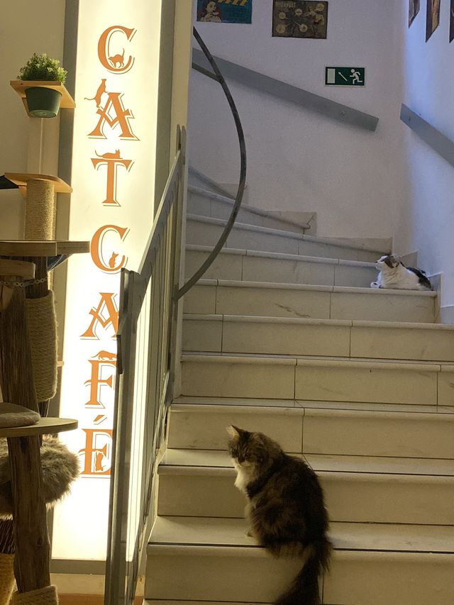 🇭🇺 Cat Cafe in Budapest 🐈