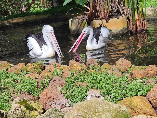 Caversham Wildlife Park 🇦🇺