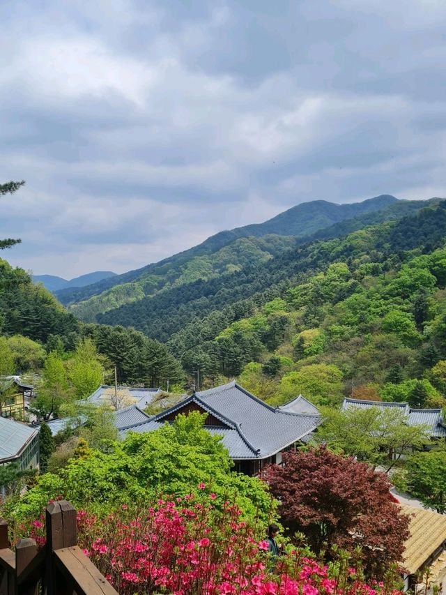 Garden of morning calm 🌿