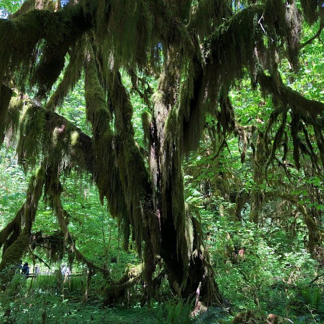 Hidden Gem in the Pacific Northwest