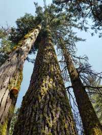 Gazing at Giants: Sequoia National Park