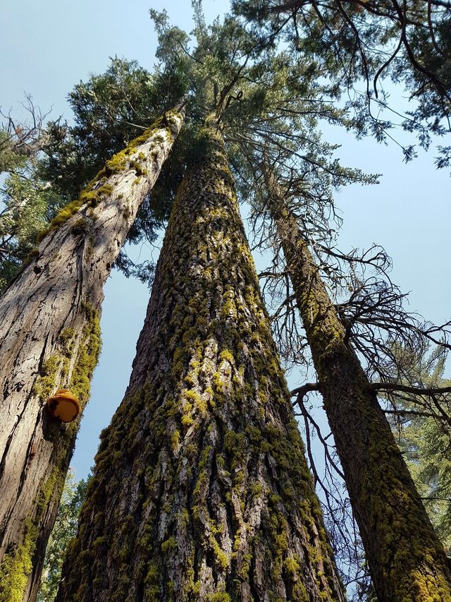 Gazing at Giants: Sequoia National Park