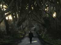 Dunluce Castle, Dark Hedges, and Cushendun Caves