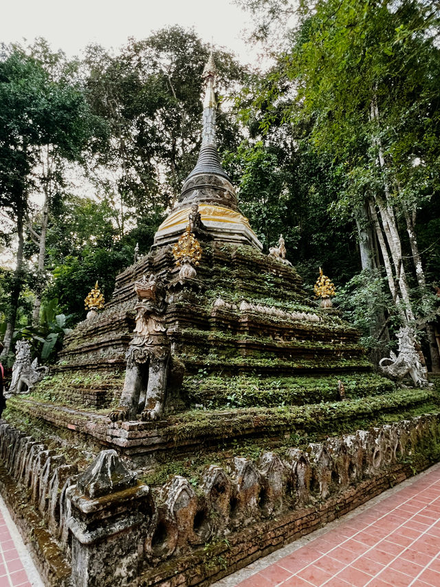 チェンマイに行くべき5つの理由🇹🇭✈️🌎