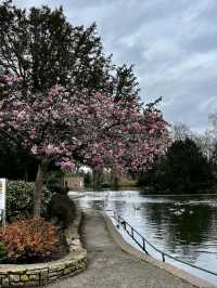 🌸 Spring Has Landed in Cannon Hill Park, Birmingham! 🌳