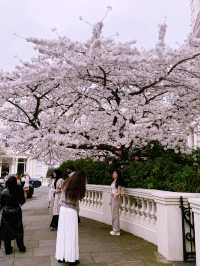 🌸 London’s Cherry Blossom Magic – Best Spring Viewing Spots!