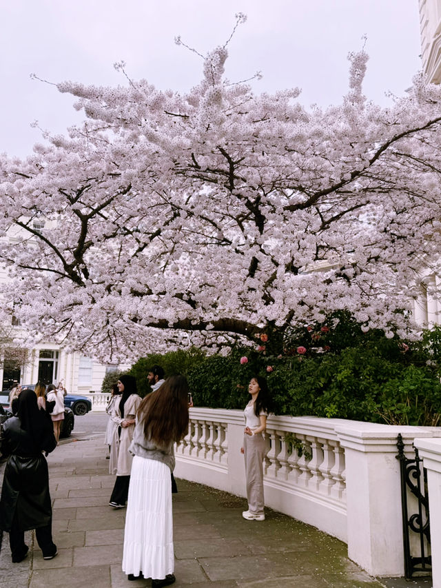 🌸 London’s Cherry Blossom Magic – Best Spring Viewing Spots!