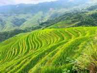 🌾 Stairway to Heaven: LongJi’s Golden Rice Terraces 🌄