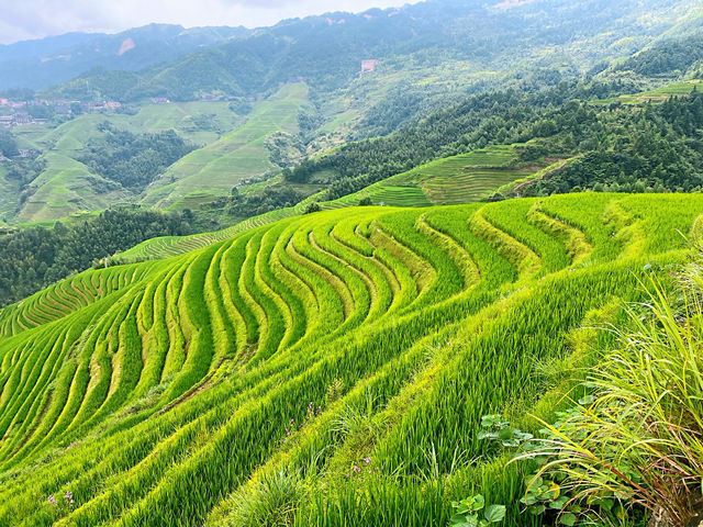 🌾 Stairway to Heaven: LongJi’s Golden Rice Terraces 🌄