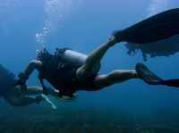 Diving into Ko Phi Phi