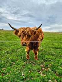 Highland Cows at Jacksons at Jedburgh – Gentle Giants with Serious Charm