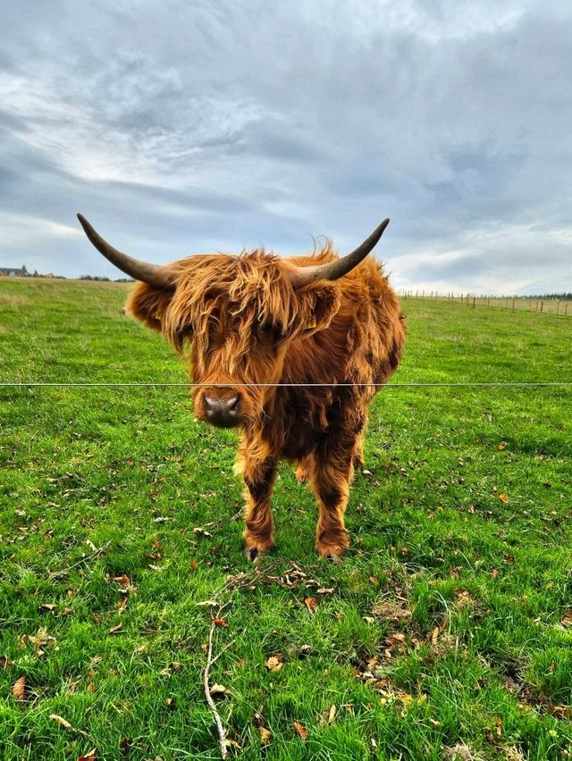 Highland Cows at Jacksons at Jedburgh – Gentle Giants with Serious Charm