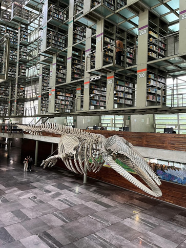 ヴァスコンセロス図書館：メキシコシティのアートな図書館。 | Trip