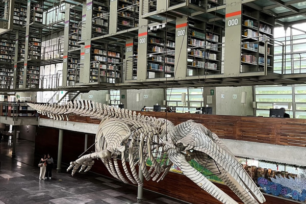 ヴァスコンセロス図書館：メキシコシティのアートな図書館。 | Trip