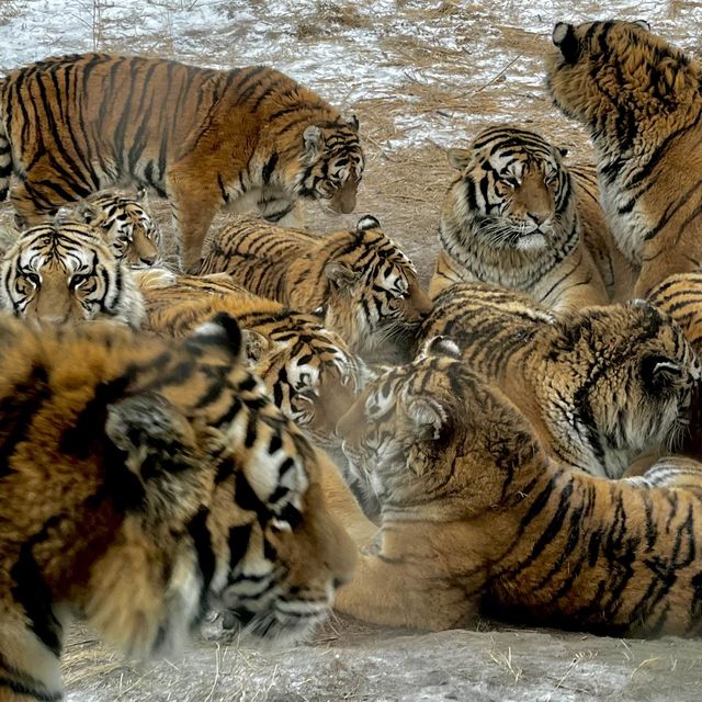 SIBERIAN TIGERS🐯 IN HARBIN 