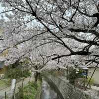 京都終極賞櫻攻略🌸 蹴上鐵道&哲學之路