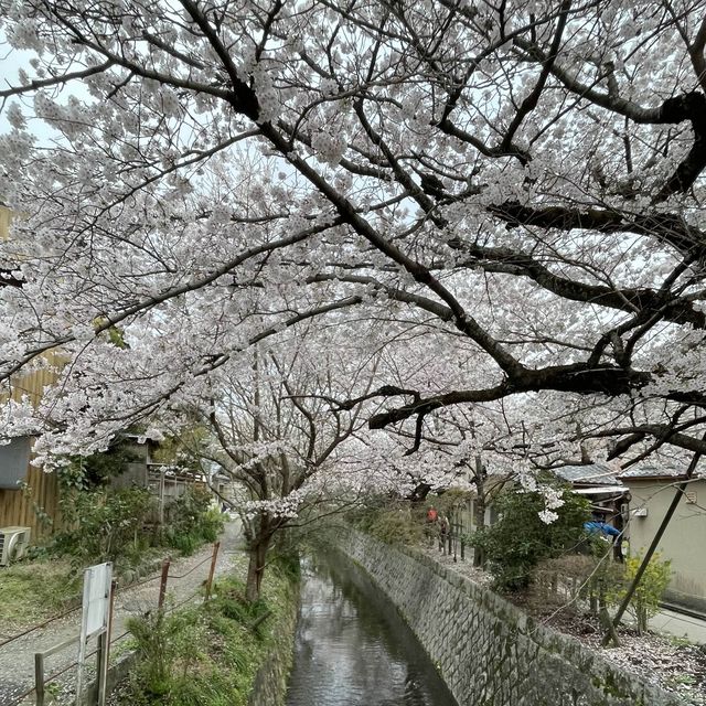 京都終極賞櫻攻略🌸 蹴上鐵道&哲學之路