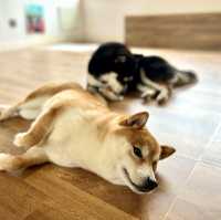 【蘇州】ひたすら癒される柴犬カフェ
