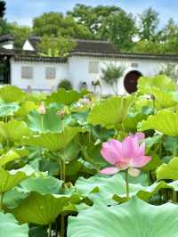 【蘇州】蓮の花が美しい夏の虎丘