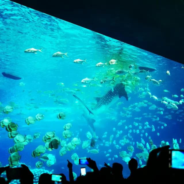 打卡珠海長隆海洋王國
