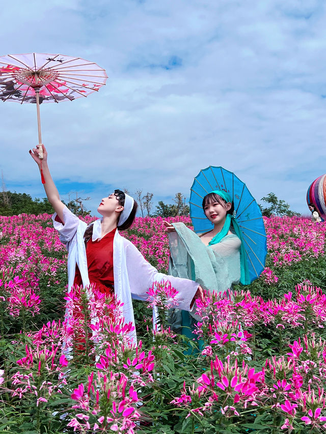 成都超級大片粉黛子！太美了！