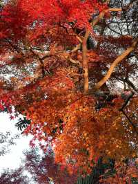 光影園林|與秋同肅！留園