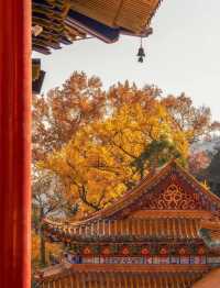杭州小眾絕美寺廟，簡直小故宮秋色美啊！