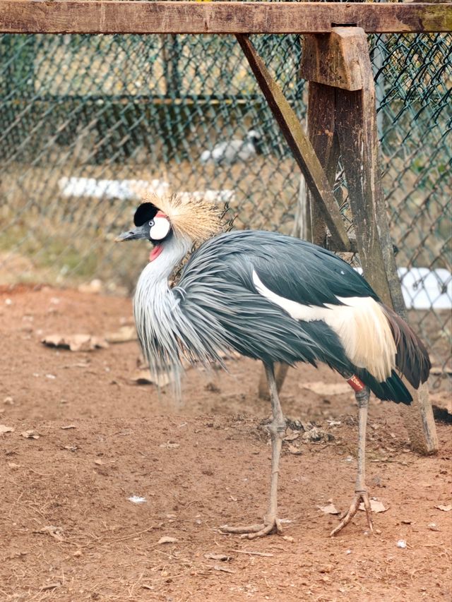 鄱陽湖觀鳥懶人版攻略