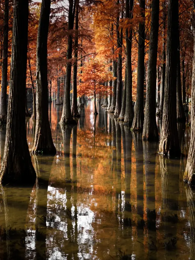 The most beautiful water metasequoia in Magic City - an oil painting wonderland