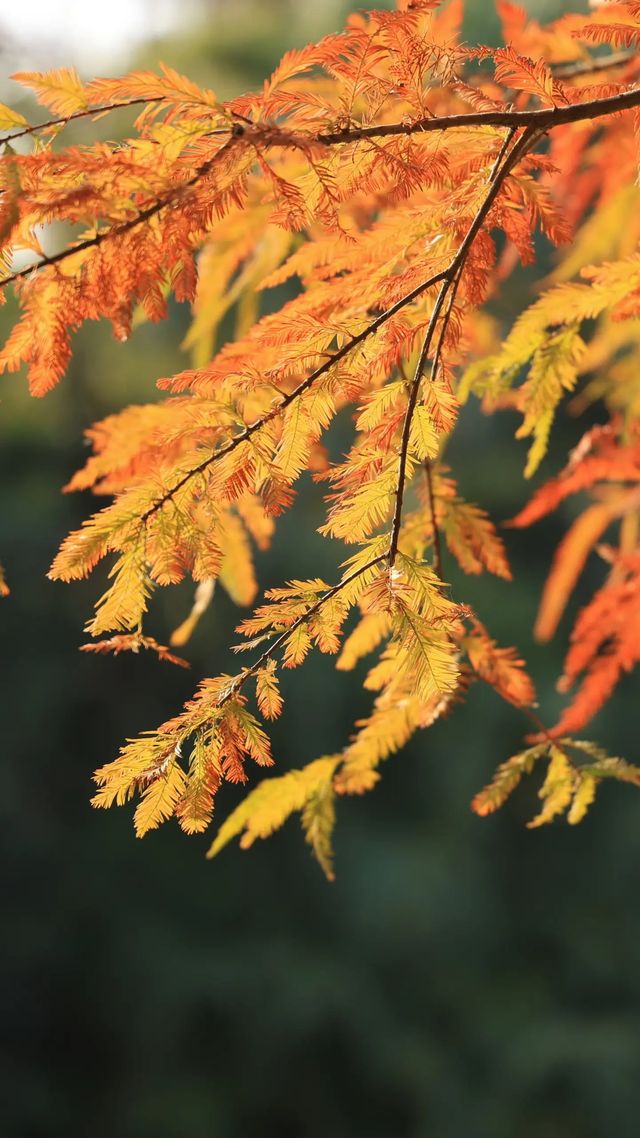 仙湖植物園的落羽杉，又紅了