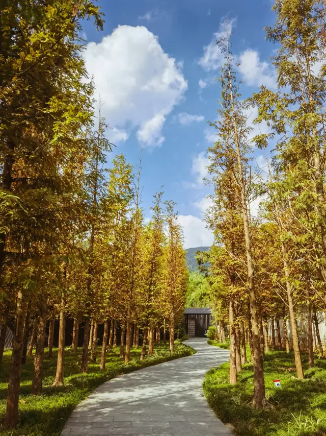 Traveling to the south of the Yangtze River in the off-season, the most beautiful is Yixing, strolling in the bamboo sea, it's breathtakingly beautiful!