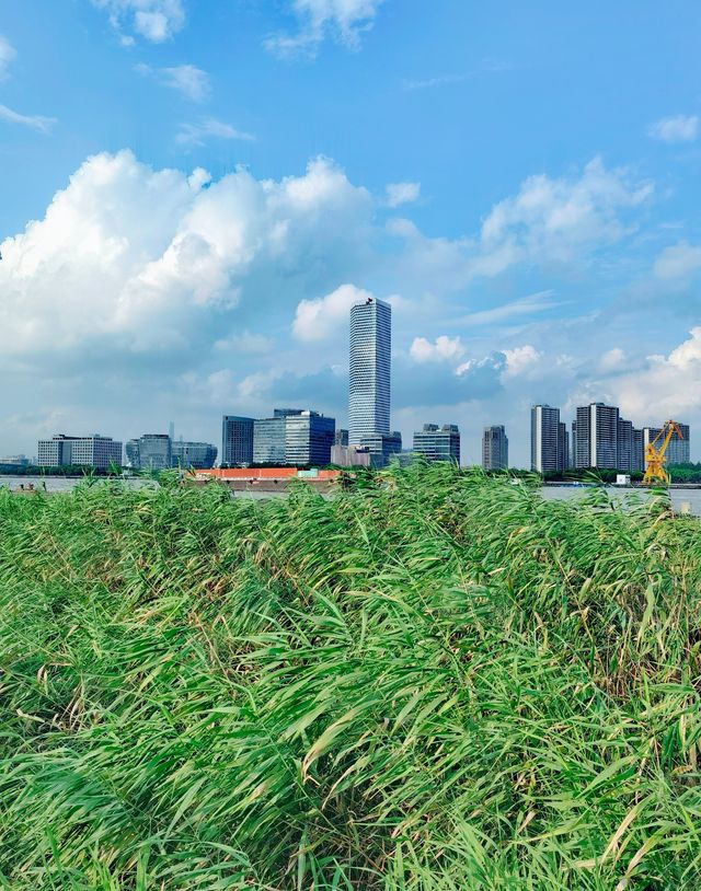 在西岸，看黃浦江兩岸現代新貌
