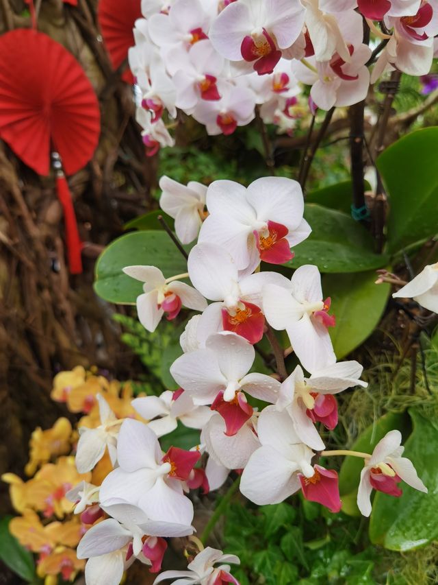 上海冬天也有不冷看花的地方～辰山植物園