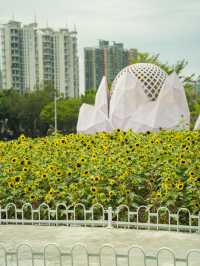 宏城公園向日葵美則美矣，奈何錯過最好的時光  這次的向日葵是矮的 數量更密集 去逛美術館順路去宏城