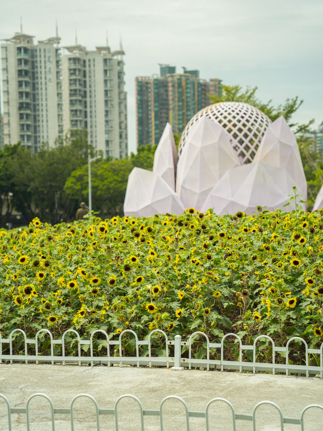 宏城公園向日葵美則美矣，奈何錯過最好的時光  這次的向日葵是矮的 數量更密集 去逛美術館順路去宏城