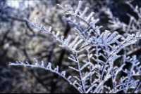 杭州富陽雨雪後的杏梅尖太美了 徒步攻略記錄