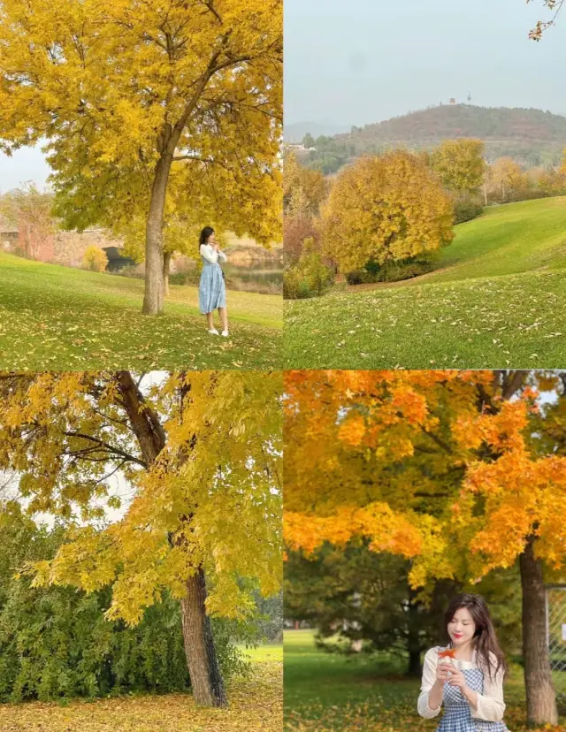 이곳은 스위스가 아니에요! 이것은 베이징의 독특한 가을입니다